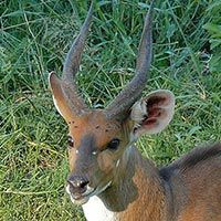 Rust de Winter Safaris_bushbuck species