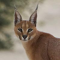 Rust de Winter Safaris_caracal species