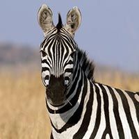 Rust de Winter Safaris_zebra species