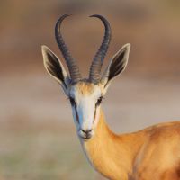 Rust de Winter Safaris_springbuck species