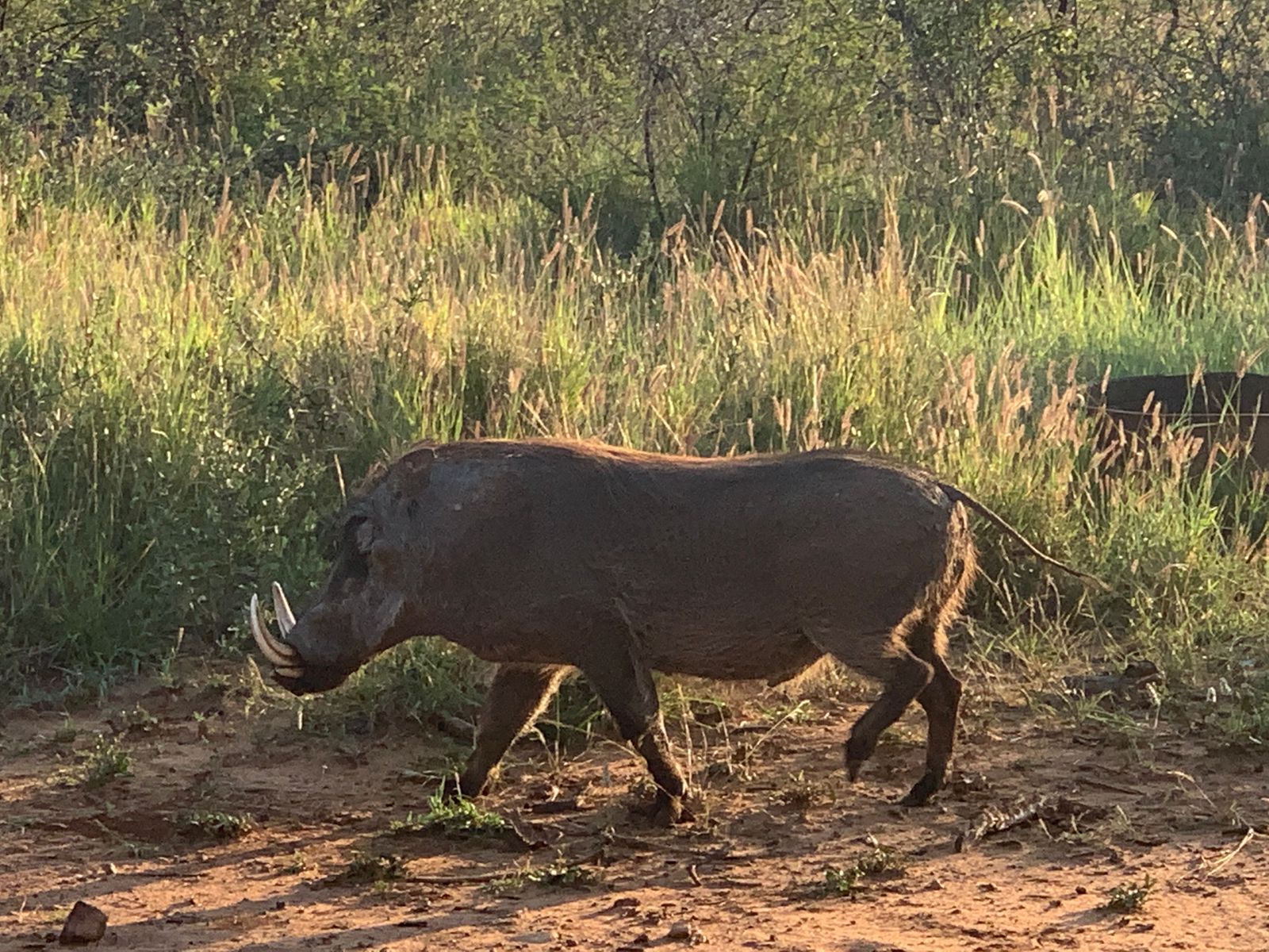 Rust de Winter Safaris_hunting_warthog 3