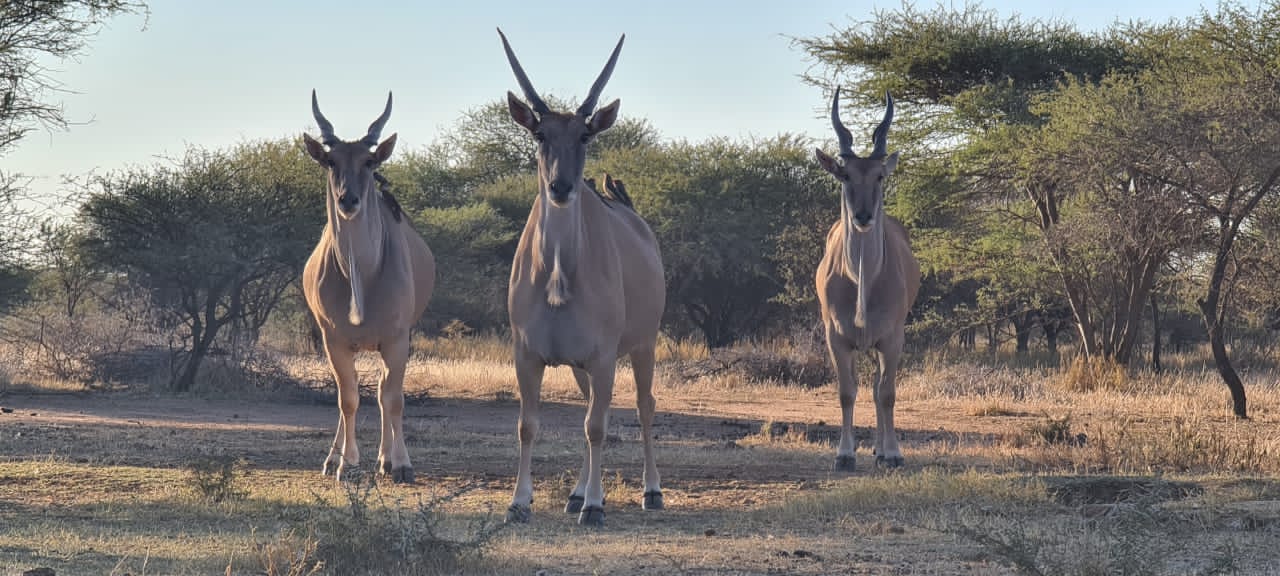 Rust de Winter Safaris_hunting_cape eland