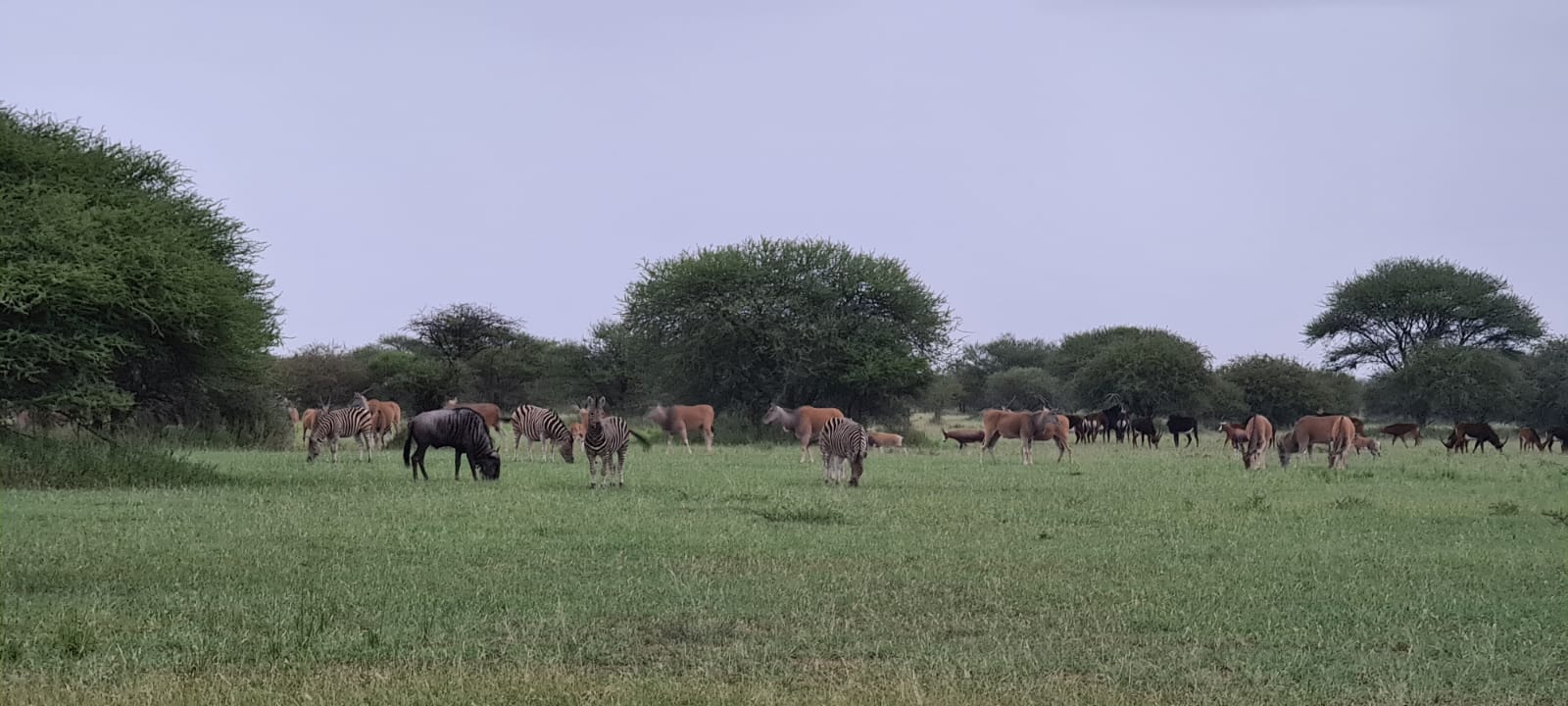 Rust de Winter Safaris_hunting_grazing