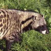 Rust de Winter Safaris_civet species