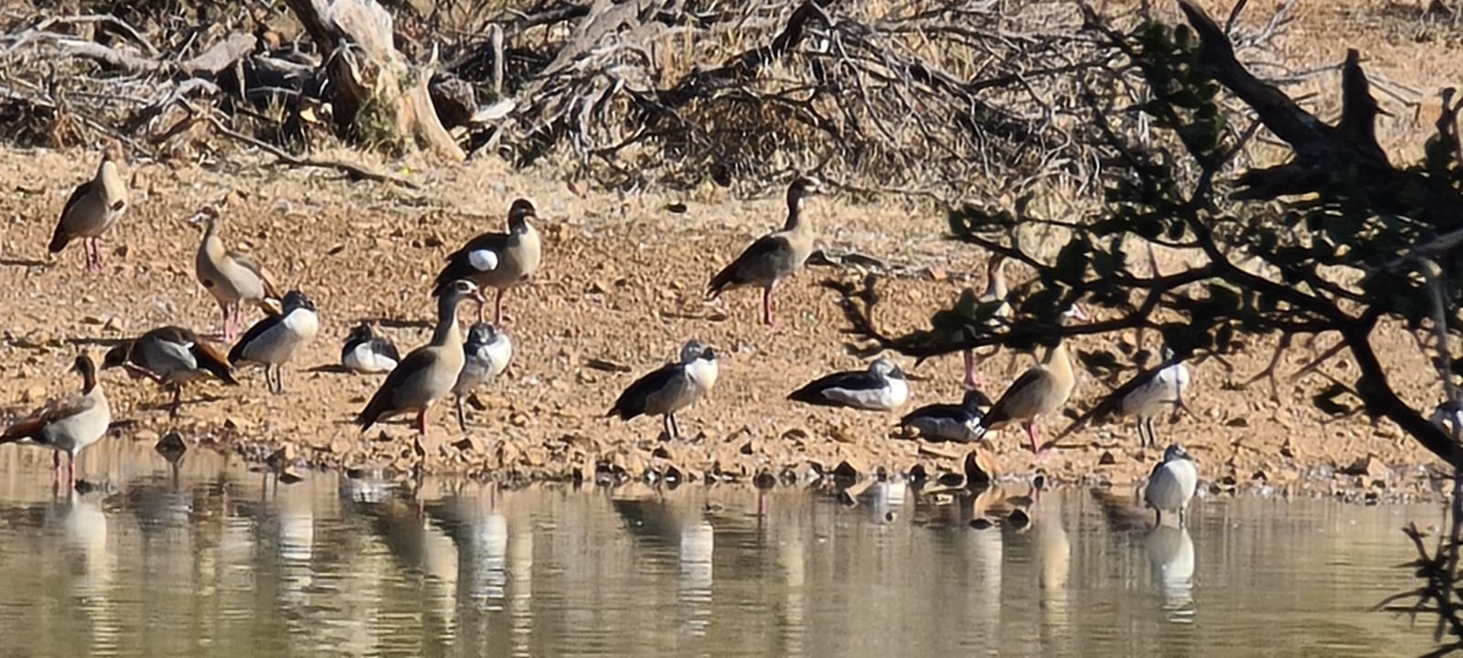 Rust de Winter Safaris_hunting_birdlife