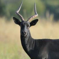 Rust de Winter Safaris_impala species