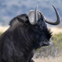 Rust de Winter Safaris_wildebeest species