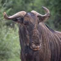 Rust de Winter Safaris_wildebeest species