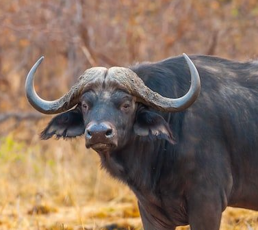 Rust de Winter Safaris_buffalo species