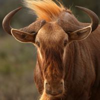 Rust de Winter Safaris_wildebeest species