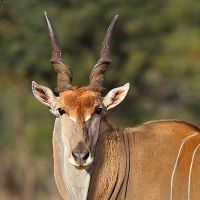 Rust de Winter Safaris_cape eland species