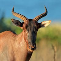 Rust de Winter Safaris_tsessebe species