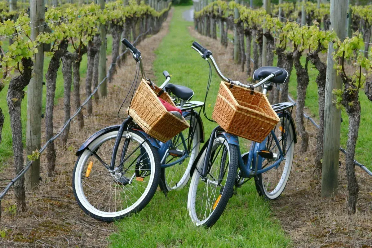 Two bicycles with baskets are parked in a vineyard.