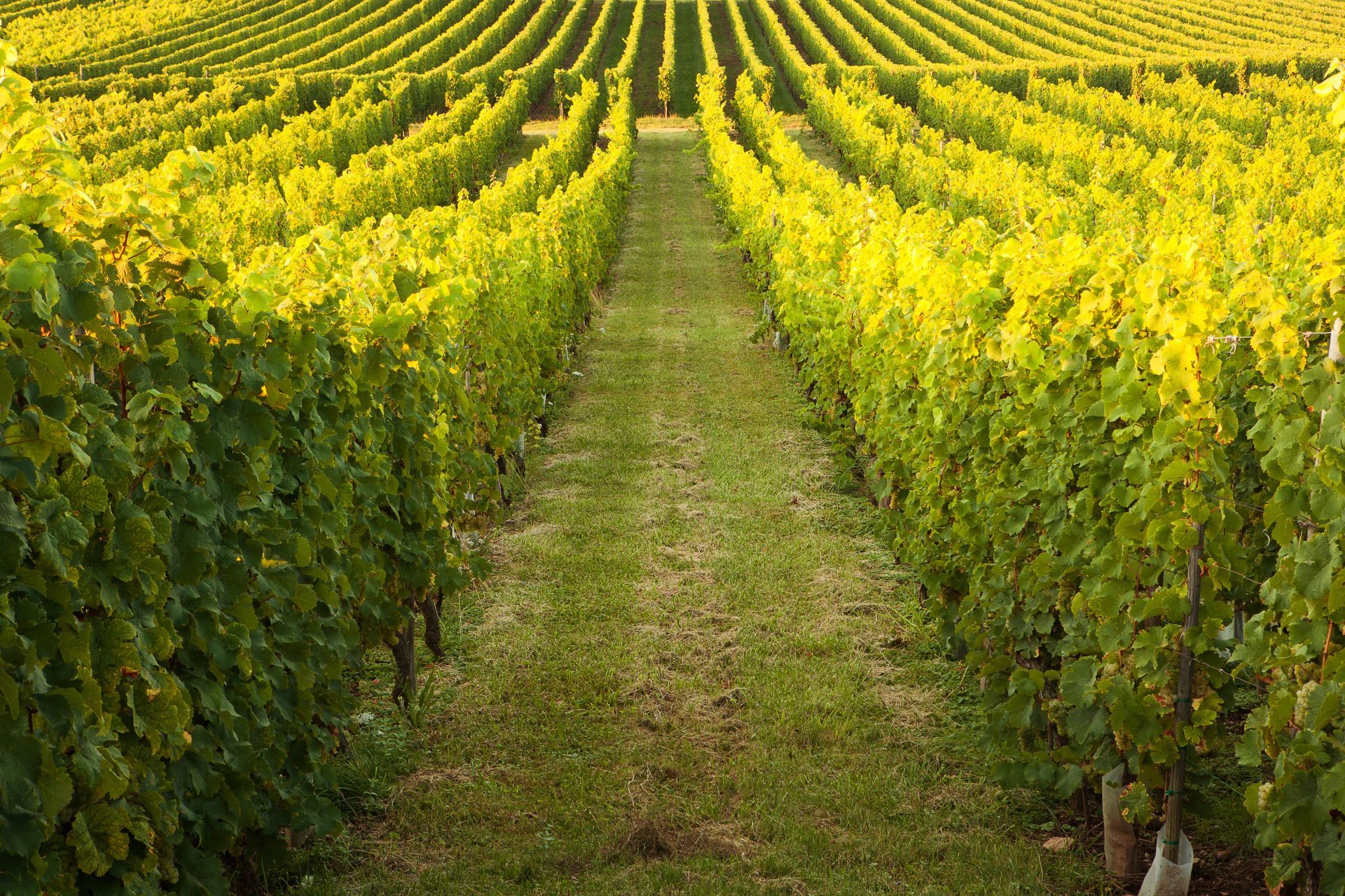 A vineyard with rows of grapes growing in the grass