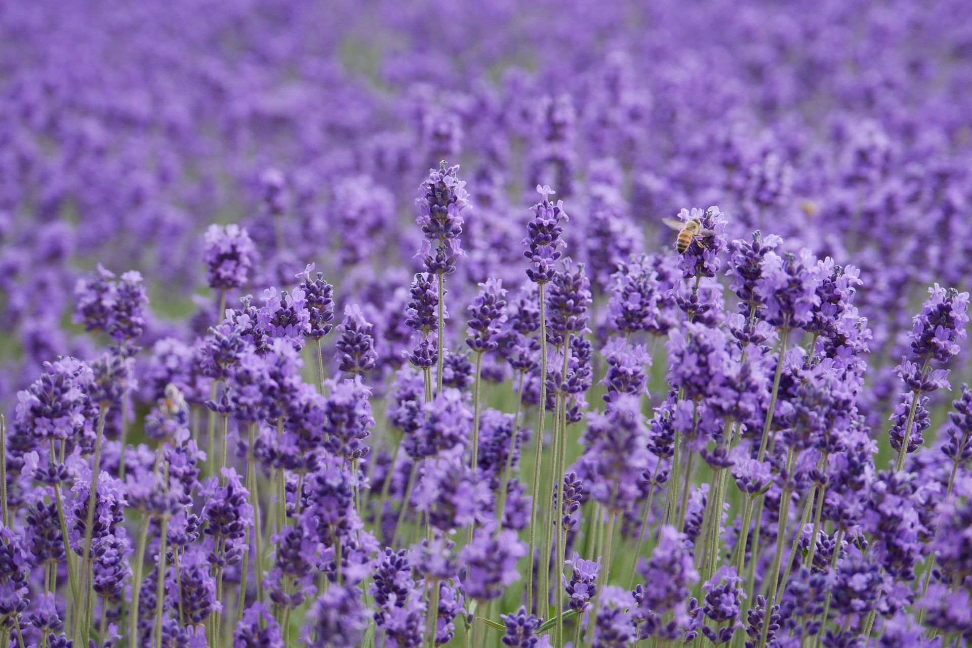 A field of purple flowers with a bee in the middle.