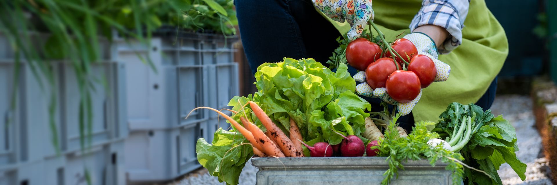 A person is holding a basket of vegetables in their hands.