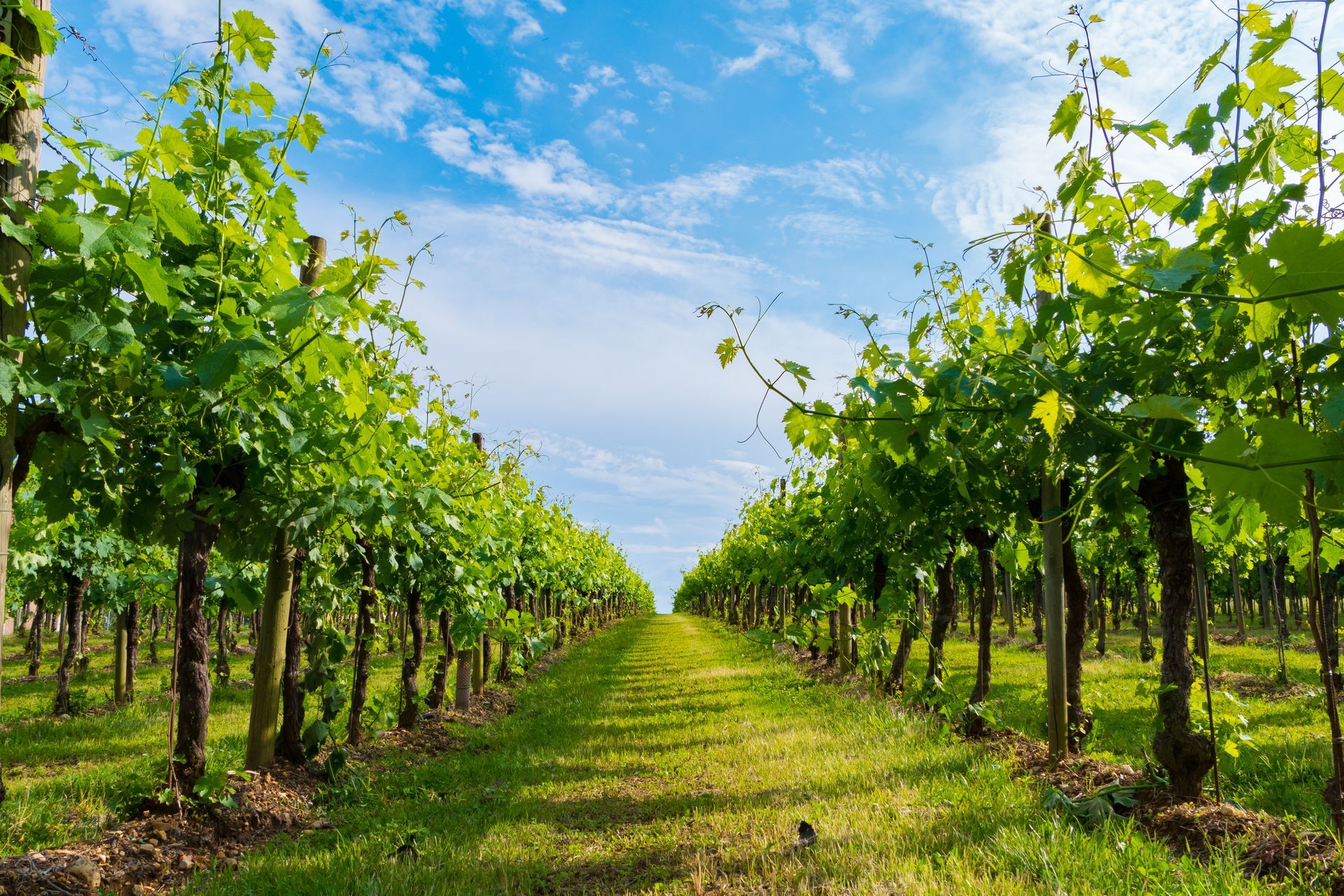 A row of vines growing in a field with a blue sky in the background.