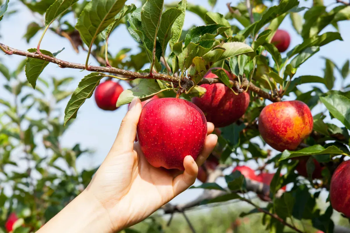 A person is picking an apple from an apple tree.