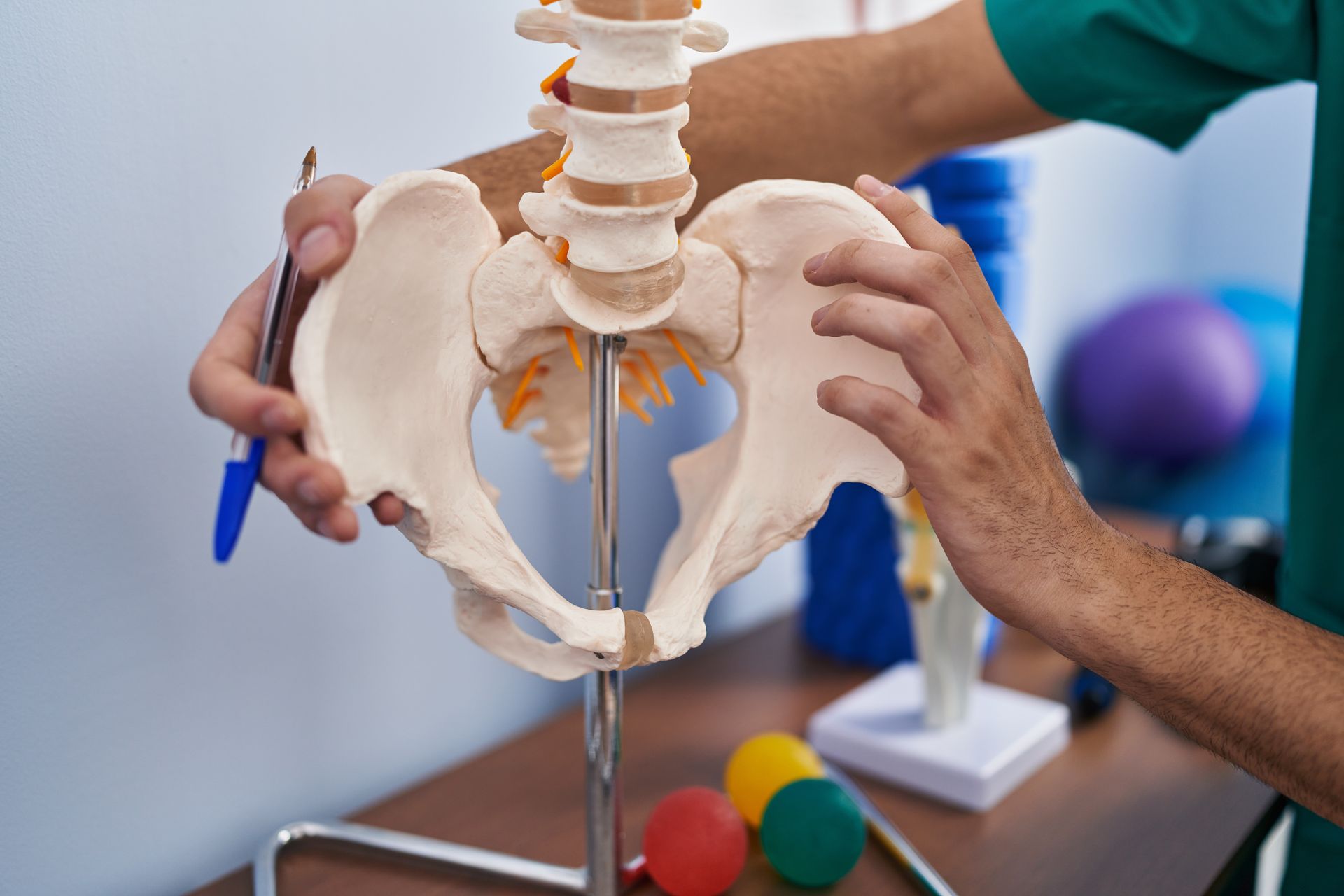 Hands pointing at a model of a pelvis with spine attached; healthcare setting.