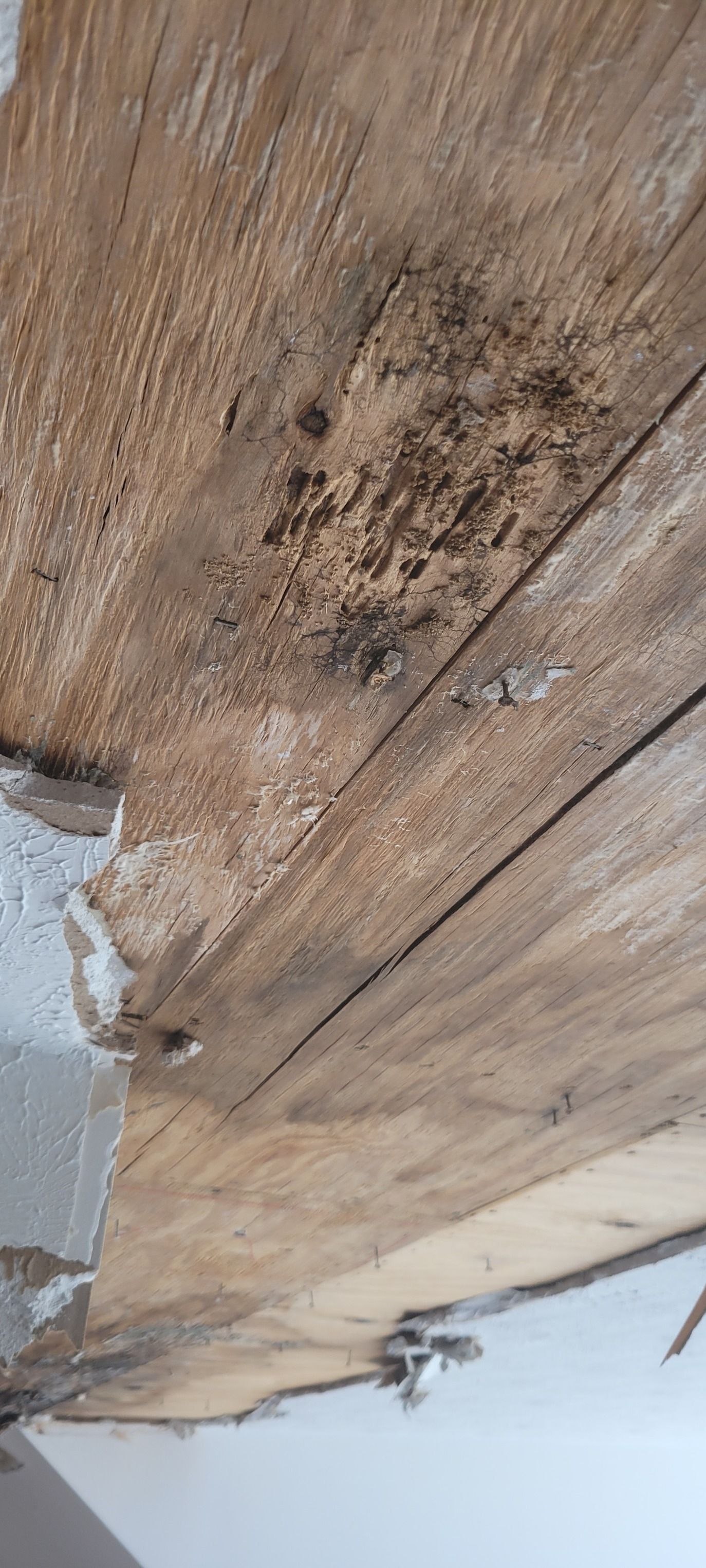 Wooden ceiling with dark discoloration and possible mold. Damaged area appears weathered and damaged.