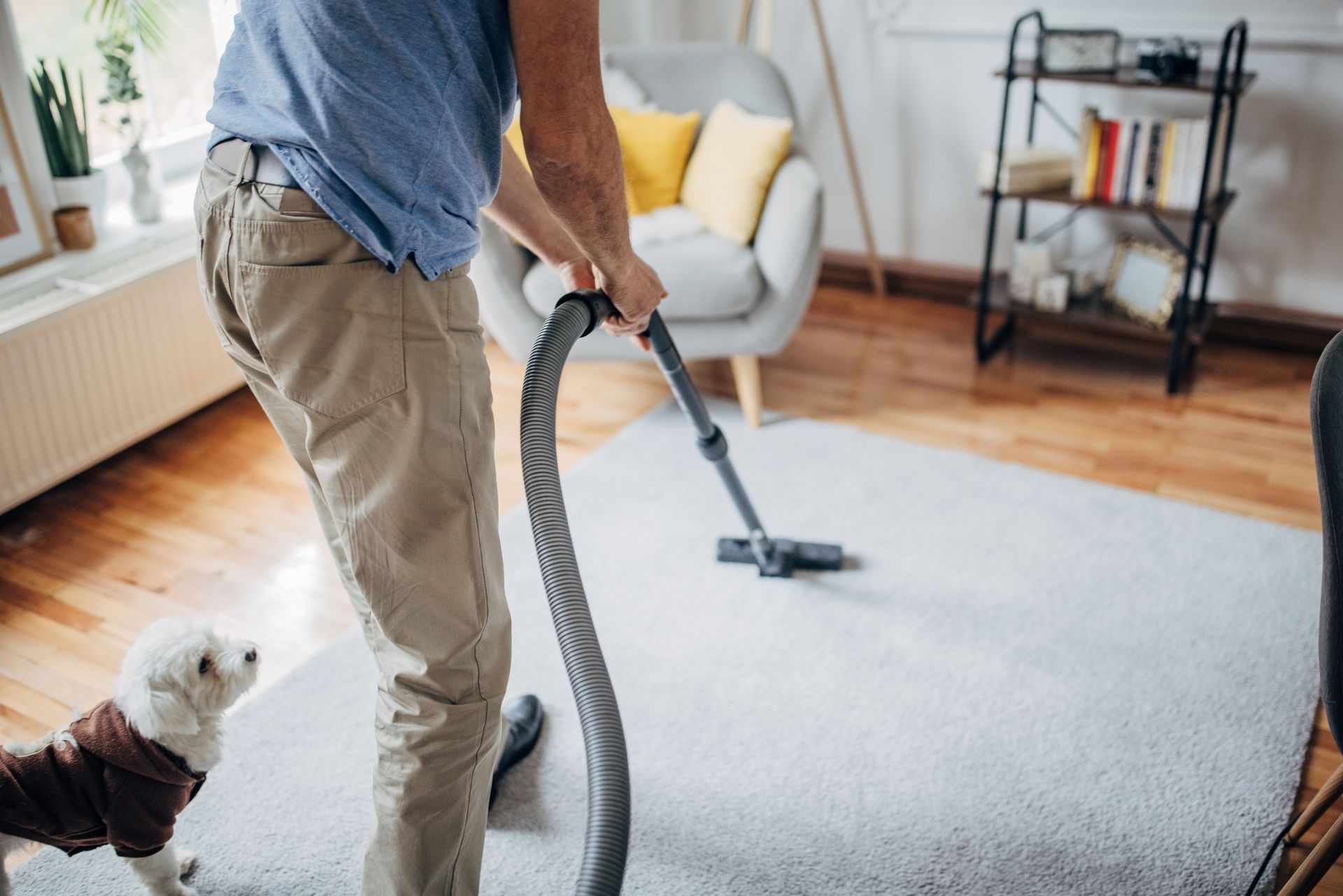 A person is cleaning a carpet with a vacuum cleaner next to a small white dog.