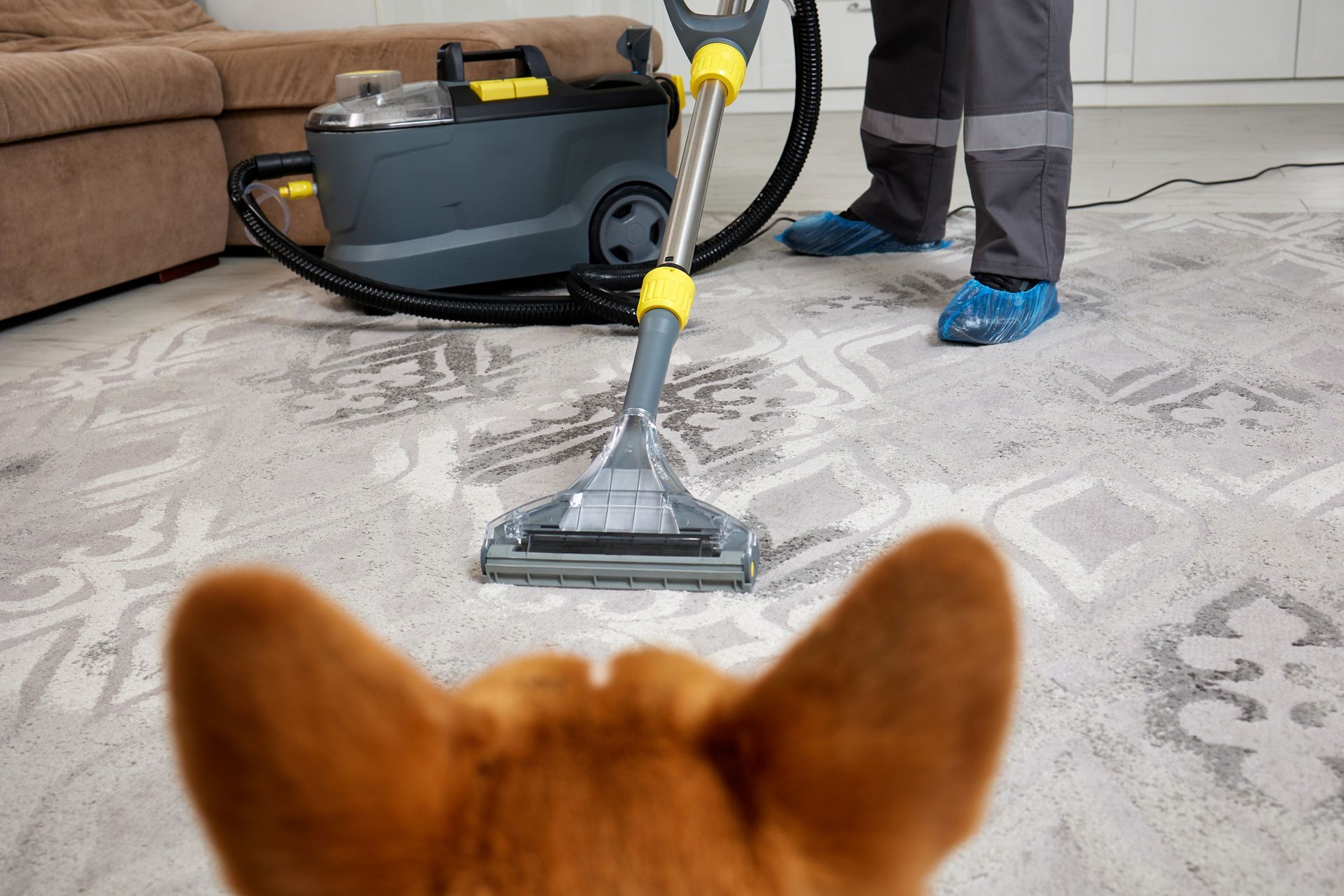 A dog is looking at a man cleaning a carpet with a vacuum cleaner.