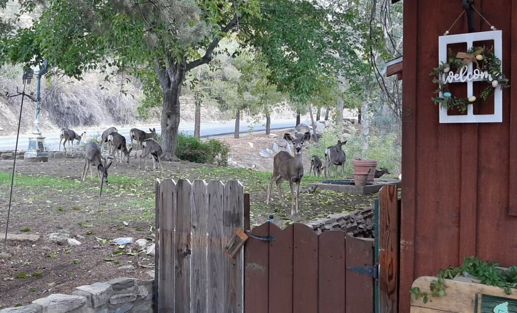 Deer graze near a wooden fence and building, with trees in the background. A welcome sign hangs on the wall.