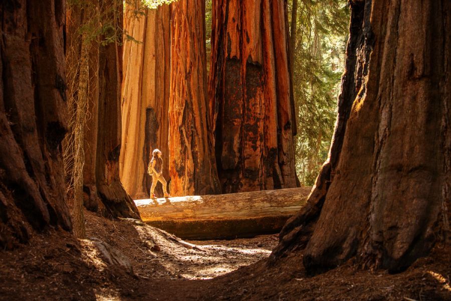 Person walking through a redwood forest, sunlight illuminating the path between giant trees.