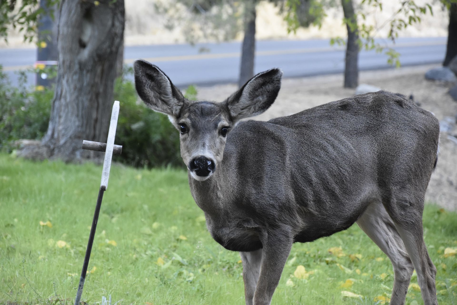 Deer standing in grassy area near a road, looking forward.
