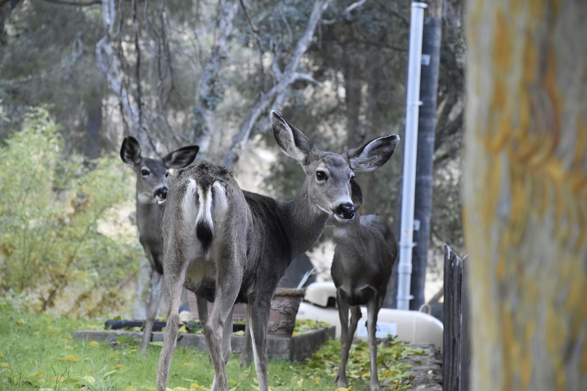 Three deer standing in a yard, looking towards the camera. One has its tail raised. Green grass and trees in background.