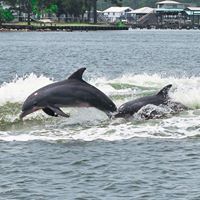 Two dolphins are jumping out of the water.