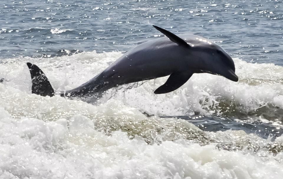 A dolphin is jumping out of the water.