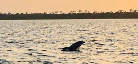 A dolphin is swimming in the ocean at sunset.