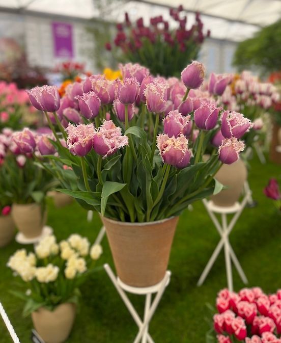Tulips