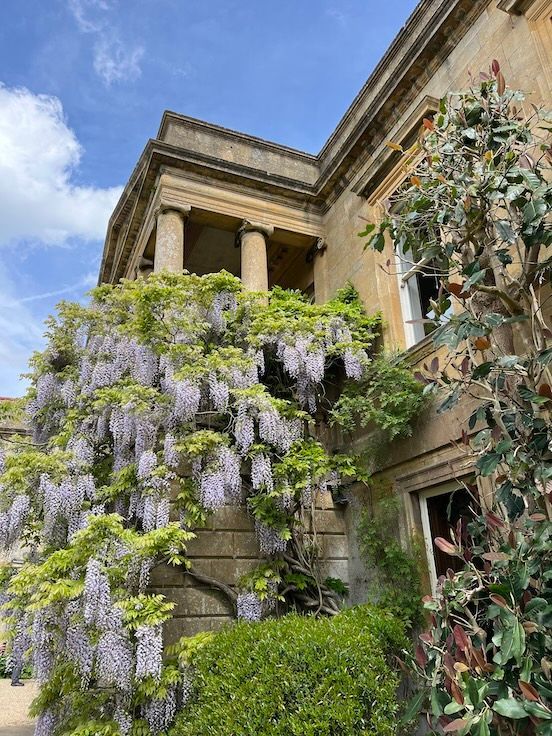 Wisteria at Kiftsgate
