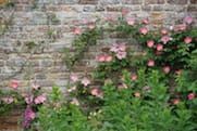 Sissinghurst Roses