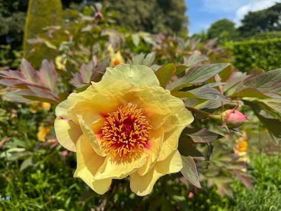 Peony at Hidcote