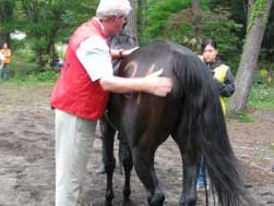 Horse - Animal Clinic in Lebanon, MO