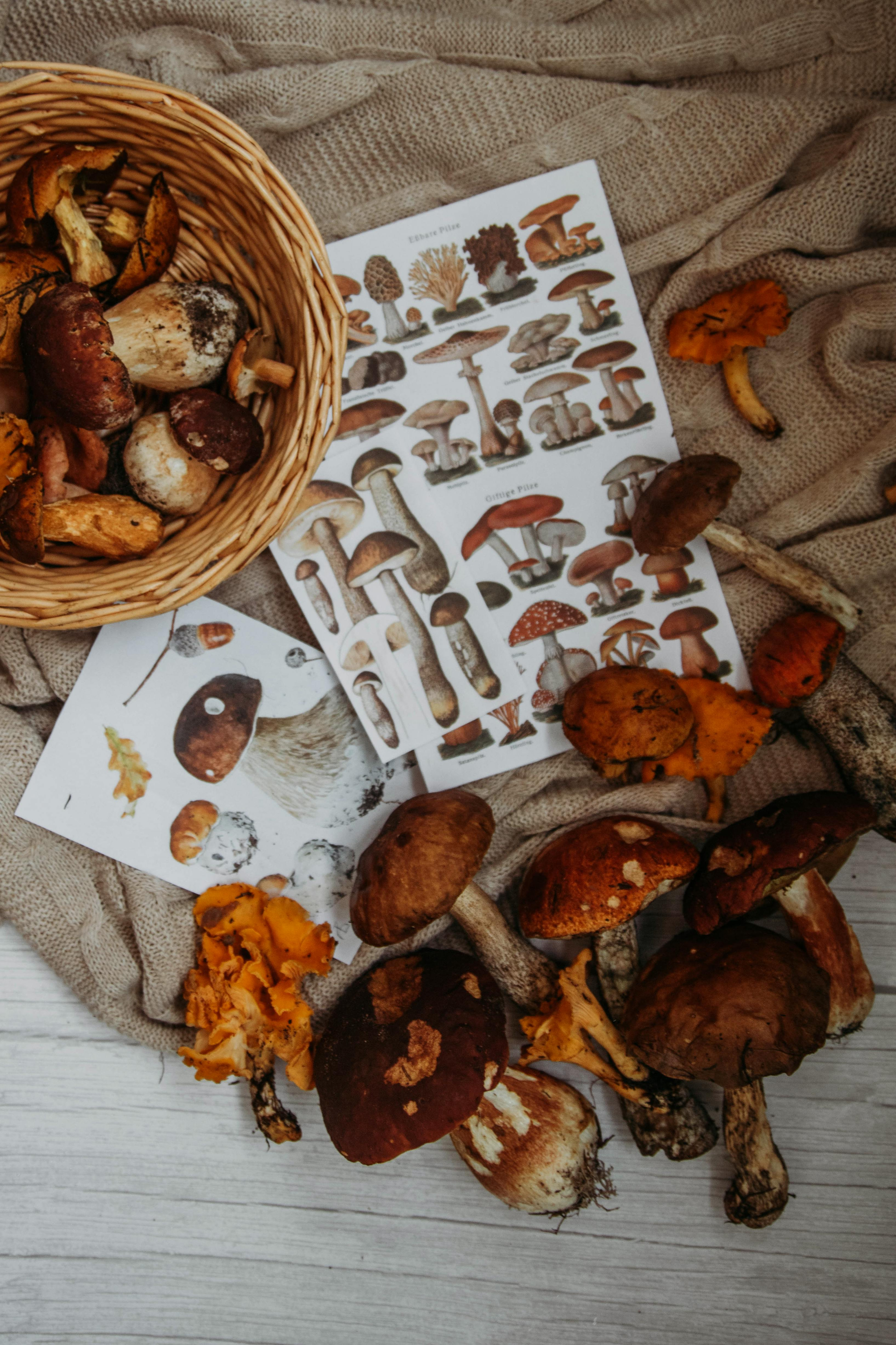 Basket of mushrooms, guides, and scattered fungi on a wooden surface.