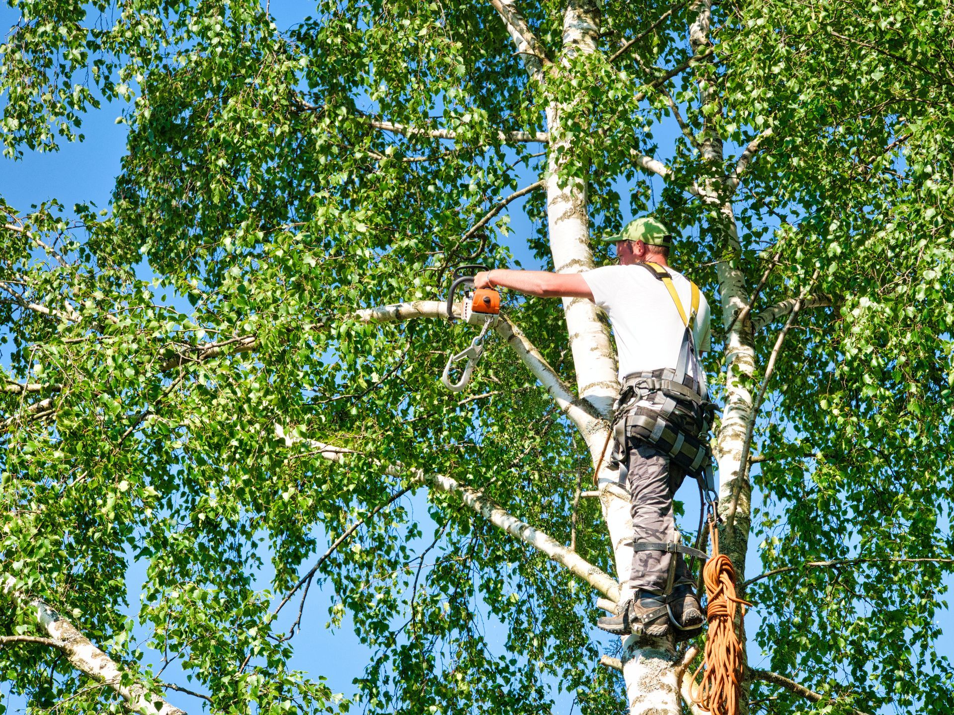 Experienced male tree trimmer using a gas-powered chainsaw high up in a mature birch tree, wearing safety headgear for a secure job.