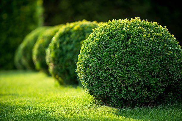 hedge trimming Caloundra