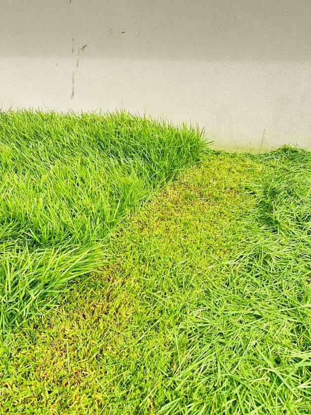 Overgrown Lawn Caloundra West 4551 
