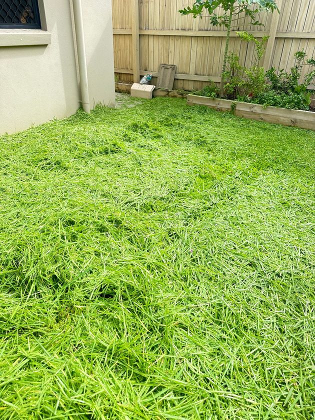 Overgrown Lawn Caloundra West 4551 