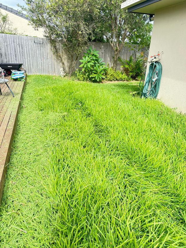 Overgrown Lawn Caloundra West 4551 