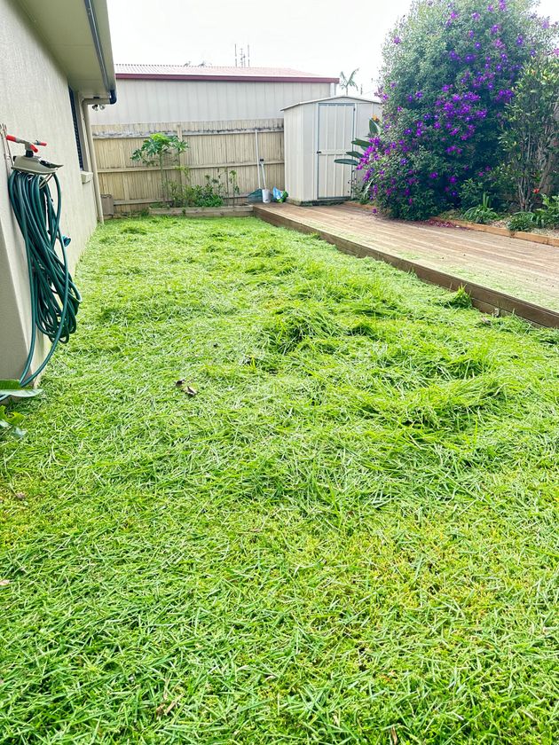 Overgrown Lawn Caloundra West 4551 