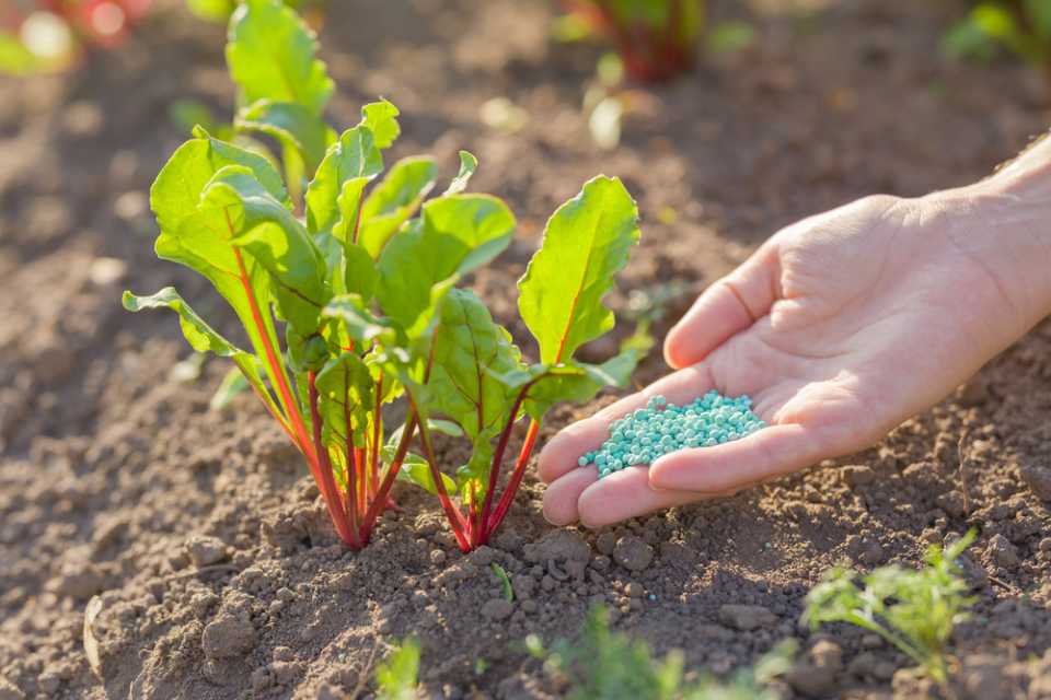 a person holding fertilizer for vegetable plants