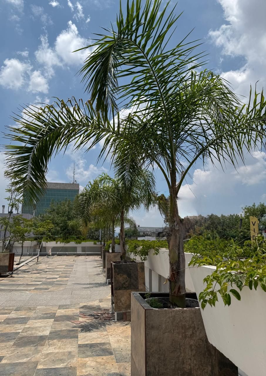 Palmeras en jardineras cuadradas se alinean en un tejado con un edificio y un cielo azul en el fondo.