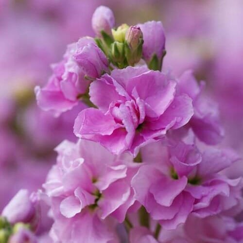 Una pianta fiorita da esterni