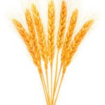 Golden wheat stalks fanned out, against white.