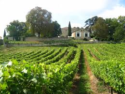 wijngaard-zuid-frankrijk